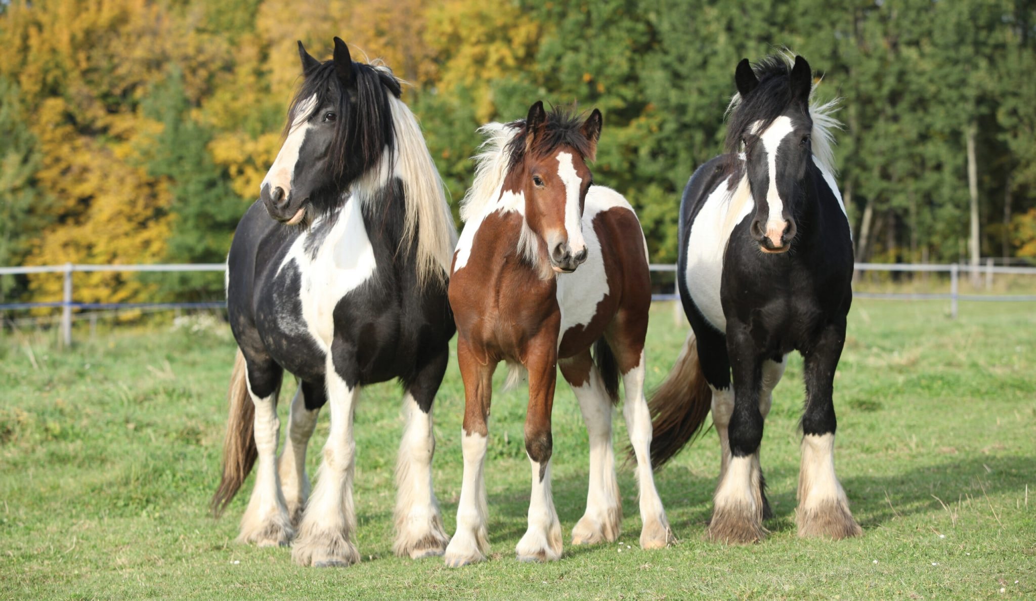 Three young Gypsy horses on a pasture