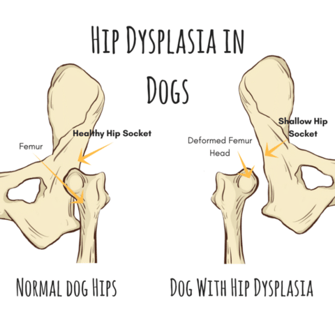 An illustration of Hip Dysplasia in dogs