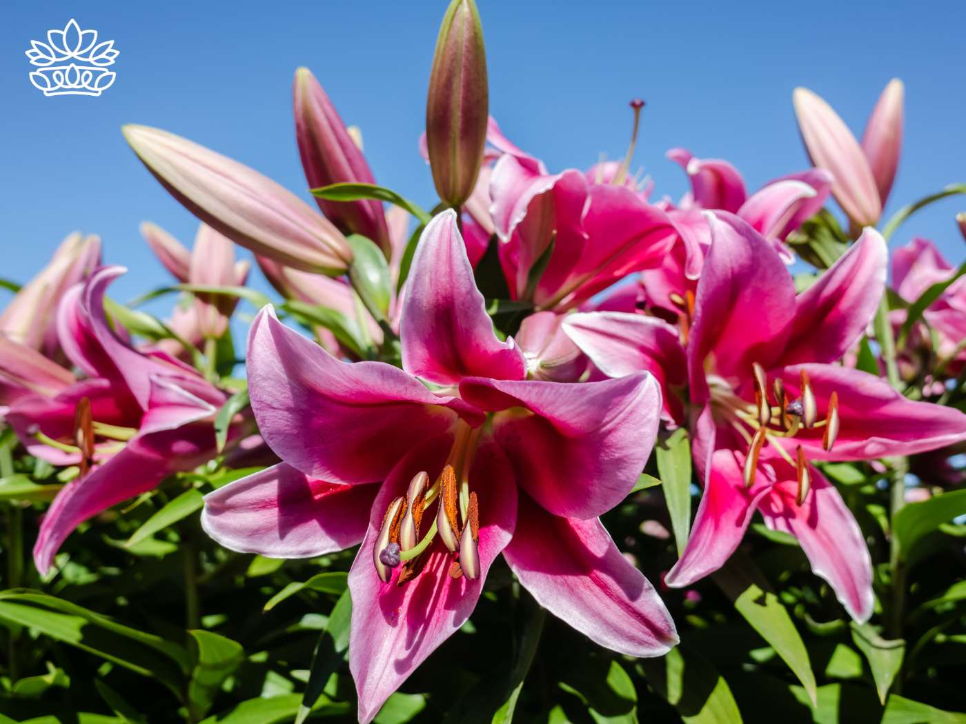 Vivid pink lilies with open petals and prominent stamens, symbolising the species' bloom period. This beautiful bouquet forms part of the Fabulous Flowers and Gifts - Lilies Collection, available for delivery. For more details, visit our website noted on the image