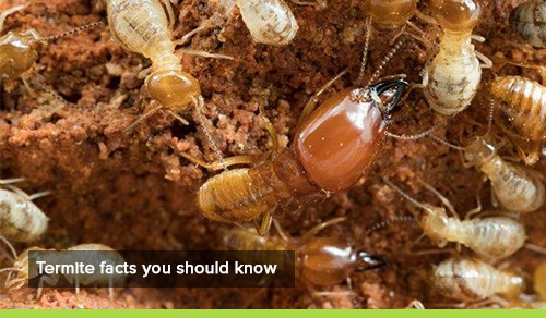 Termite Prevention Tips Competitive Pest Control