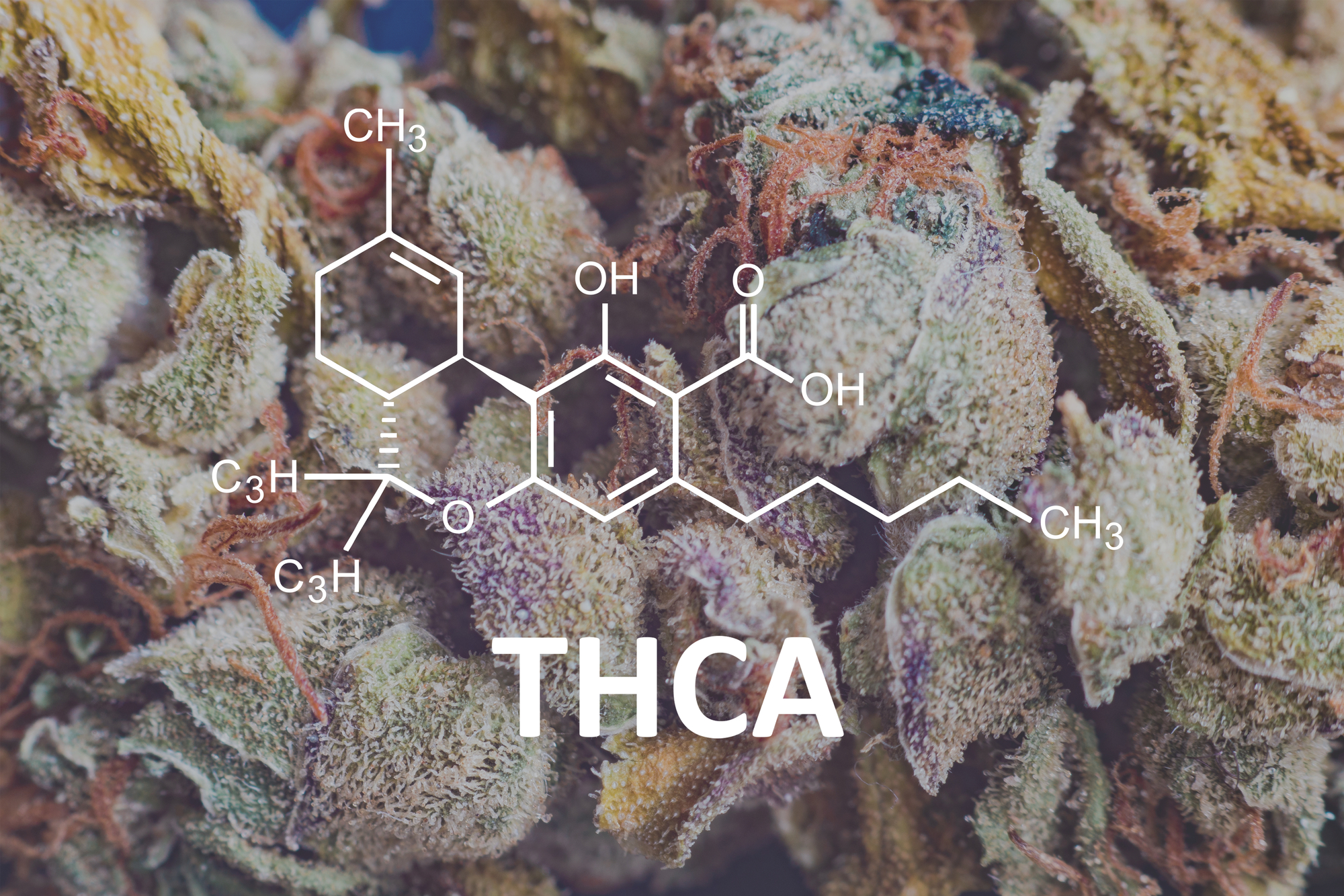 What is thcA,