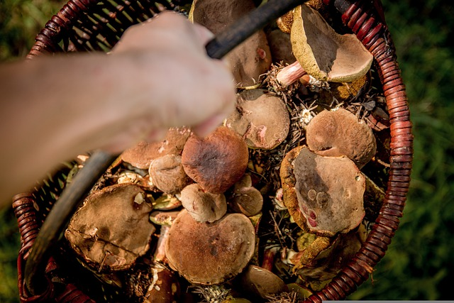 premium magic mushrooms, dried mushrooms, mushroom strains