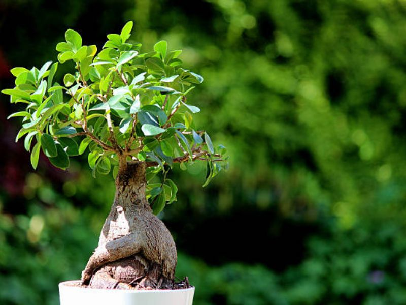 Ficus trees thrive in soil that drains well and has a moderate capacity to retain water.