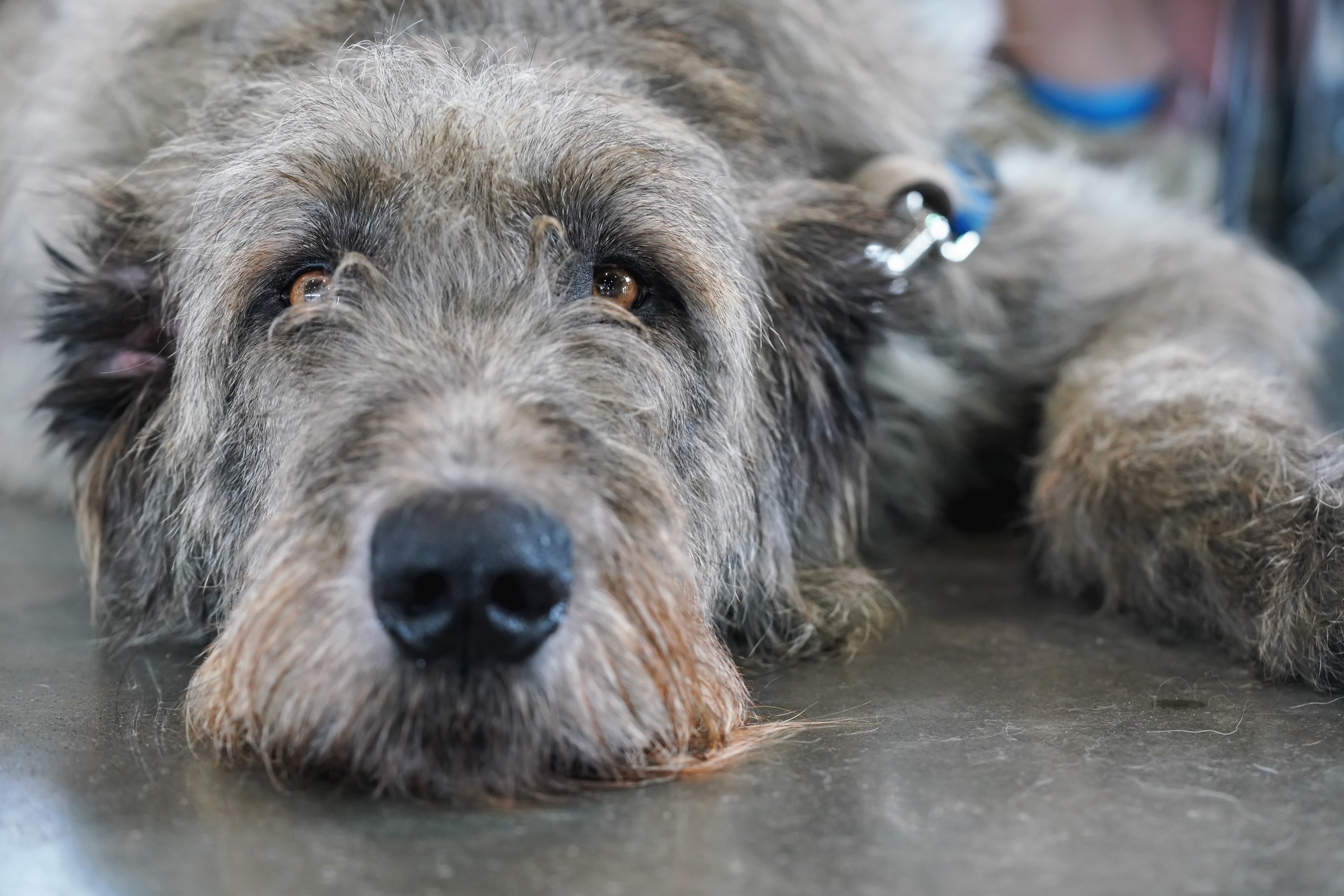 An adult Deerhound laying down while wearing a leash