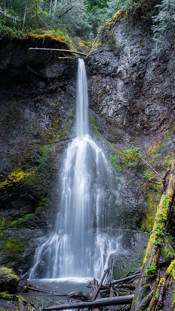 waterfall, forest, pine forest