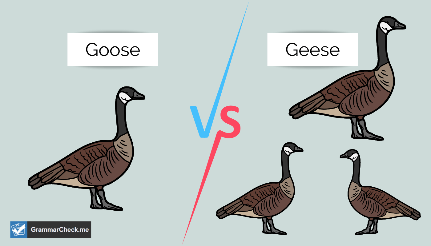 picture comparing the difference between goose vs geese