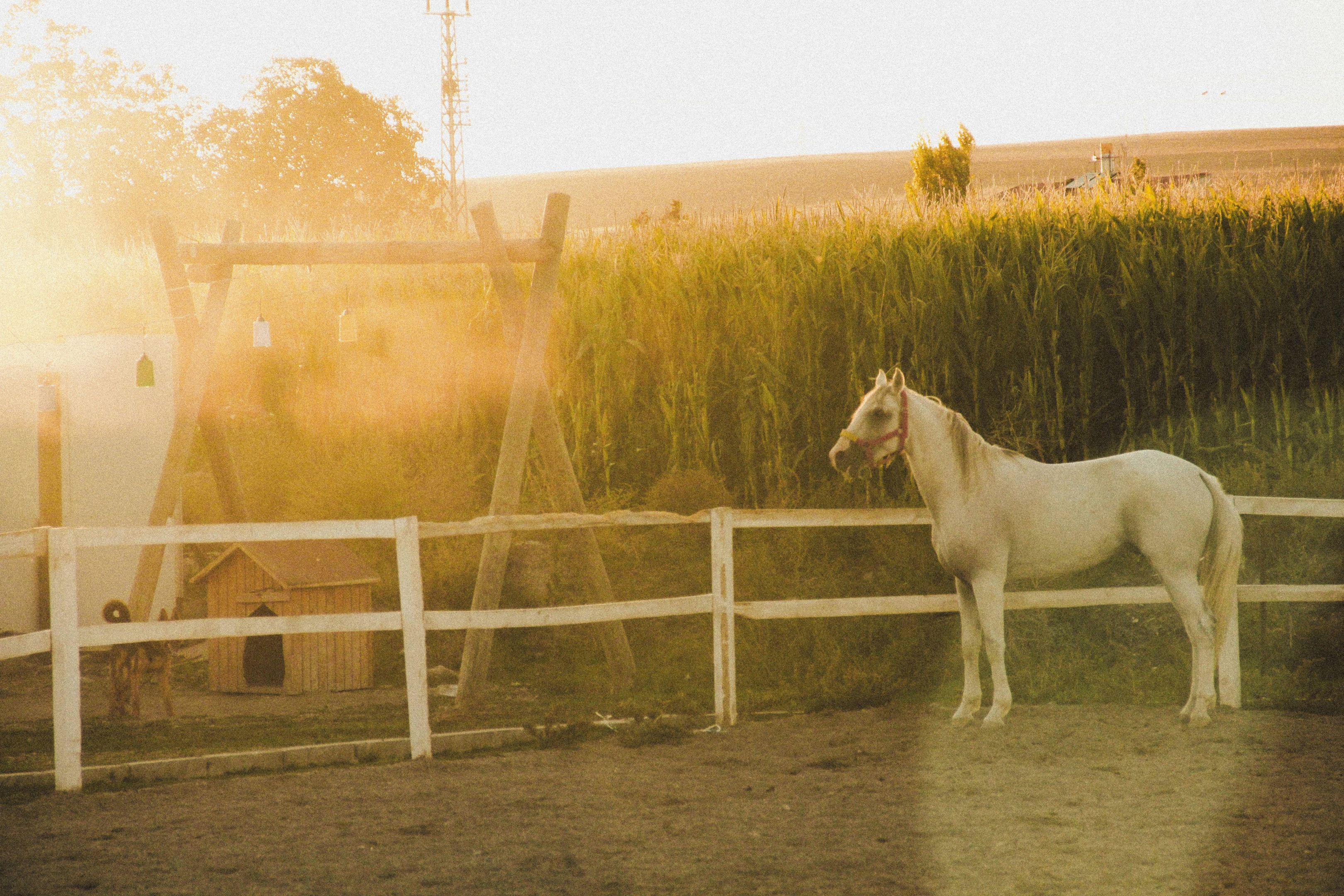 White horse at sunset.