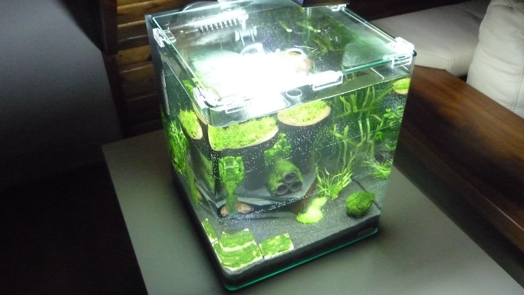 Small aquariums are easier to handle