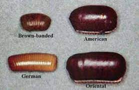 Cockroaches | UMN Extension