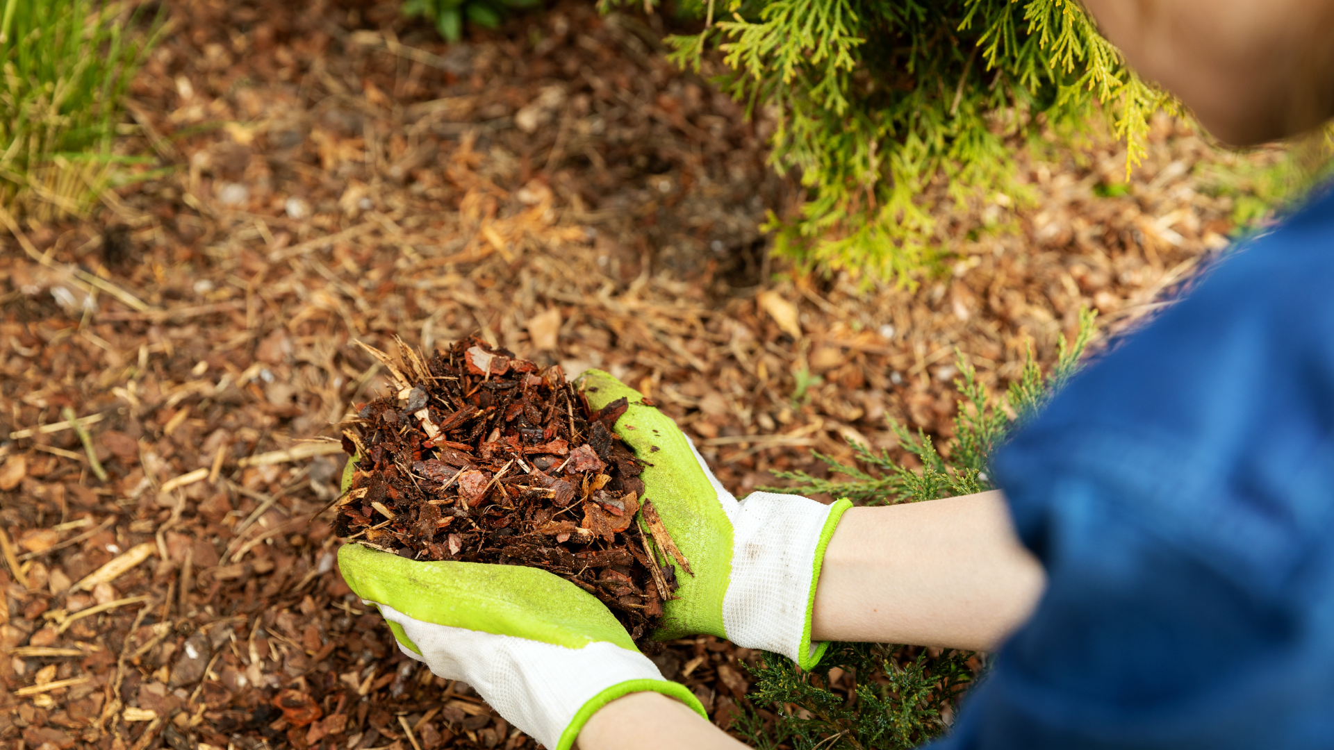 A mulch made of pine wood chips, derived from soft and hard pines. 