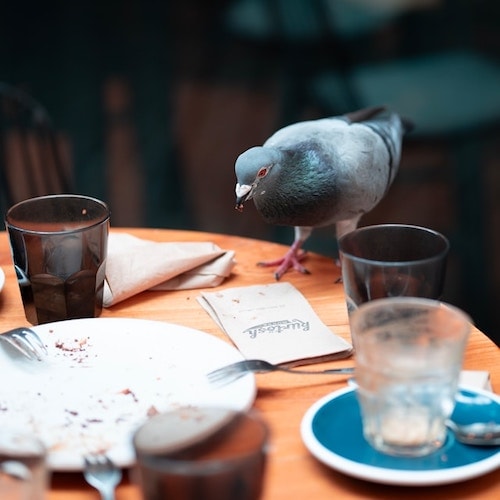 A pigeon checking the table for leftovers