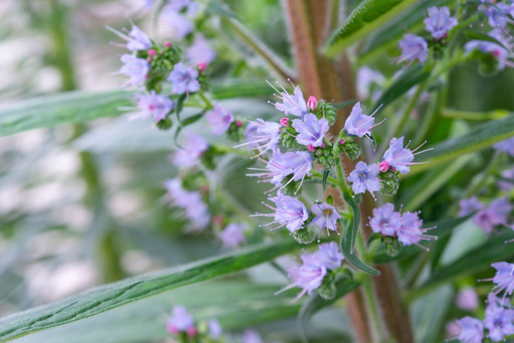 Bugloss