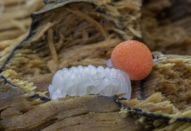 slime mold, tiny, micro