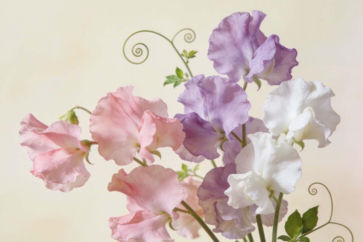 Pastel sweet pea flowers with ruffled petals and curling tendrils — April birth flower