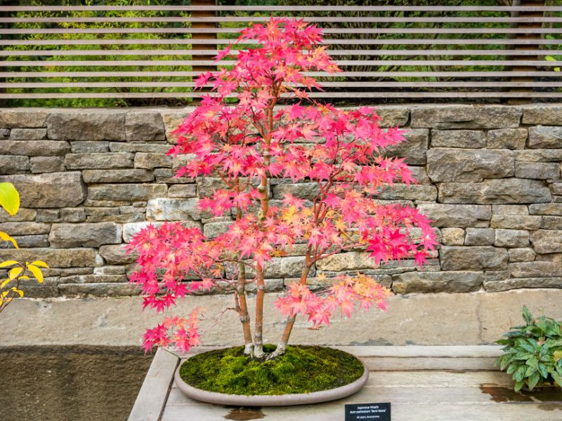 Deciduous trees, which are recognized for their annual leaf shedding, possess specific soil needs for successful bonsai cultivation.