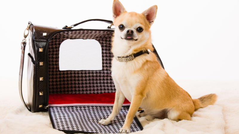Store employees are unlikely to give you trouble for having a small dog in a bag in the store, when it comes to their dog policy.
