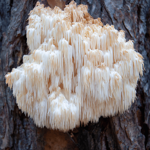                                                                               Lion's Mane