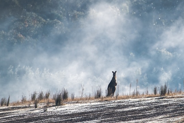 eastern grey kangaroo, australian, australia, wildlife, native, nature, marsupial, macropod, mammal, dawn, frost, frosty, fog, foggy, mist, countryside, wild, animal, herbivore, australia, australia, australia, australia, australia