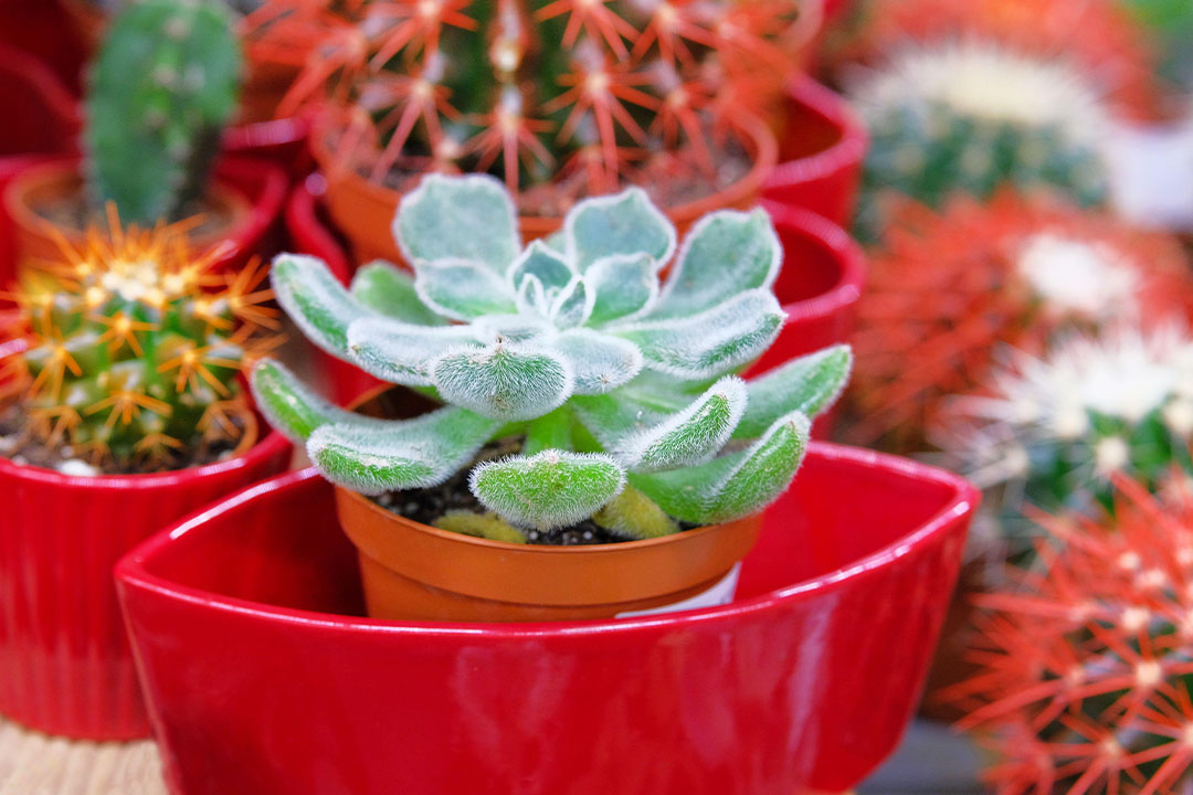 Succulent in red pots 