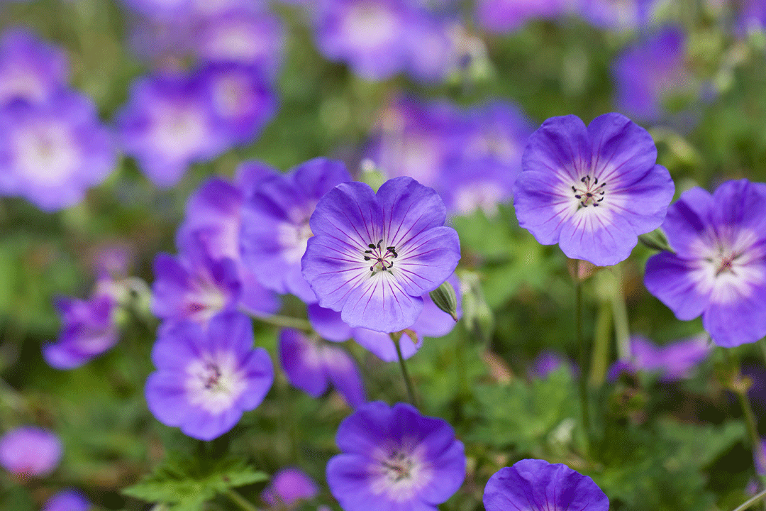Geranium Purple