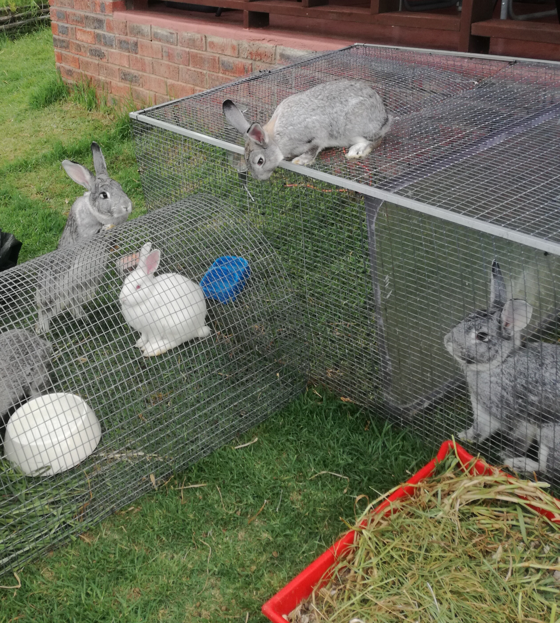 Outdoor bunny enclosure 