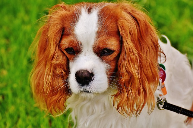 dog, cavalier king charles spaniel, pet, pet parents, behavior modification, noise phobias, best medication, medication works