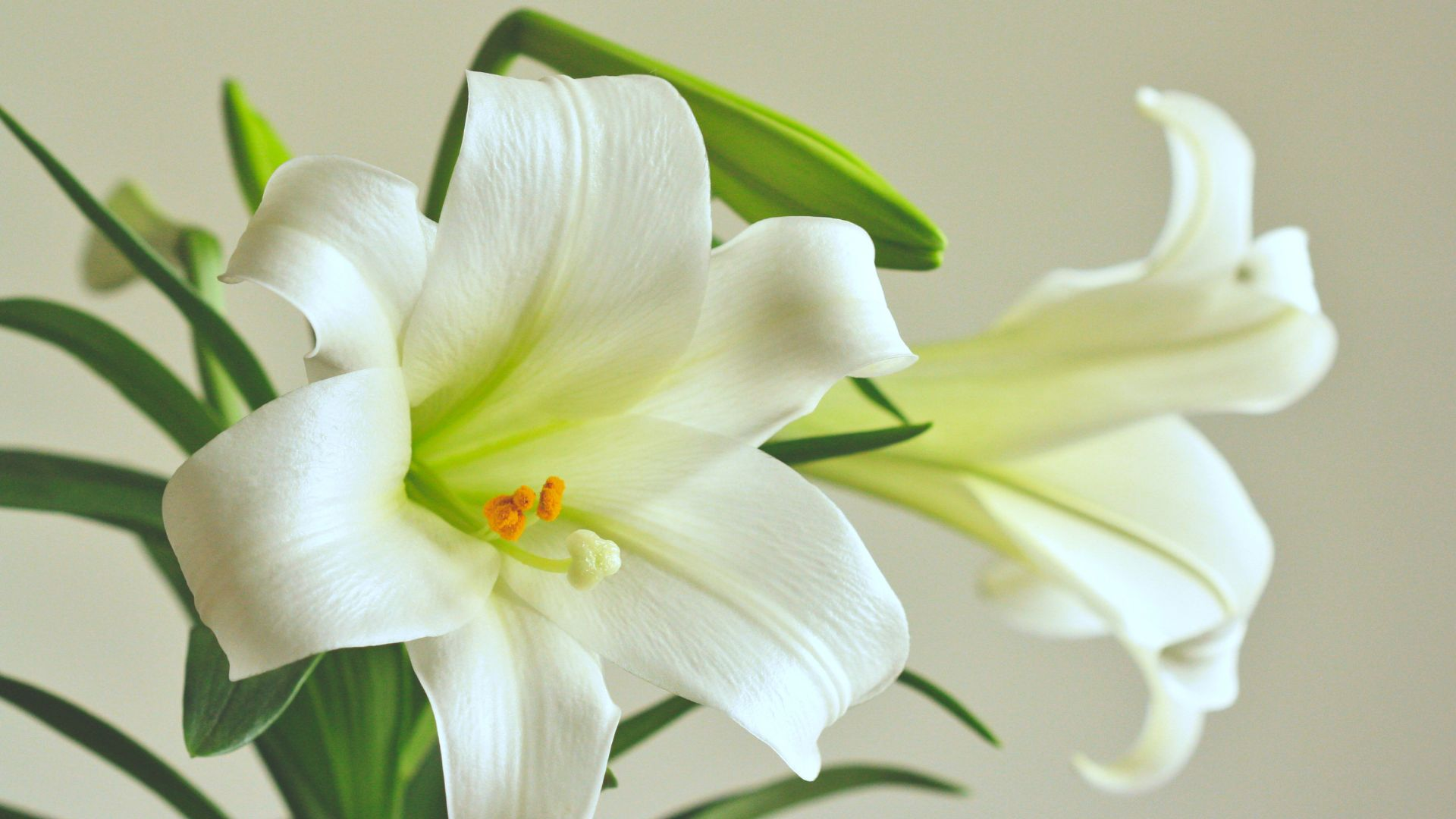 Sympathy and Funeral Services: Order Lilies to Express Condolences