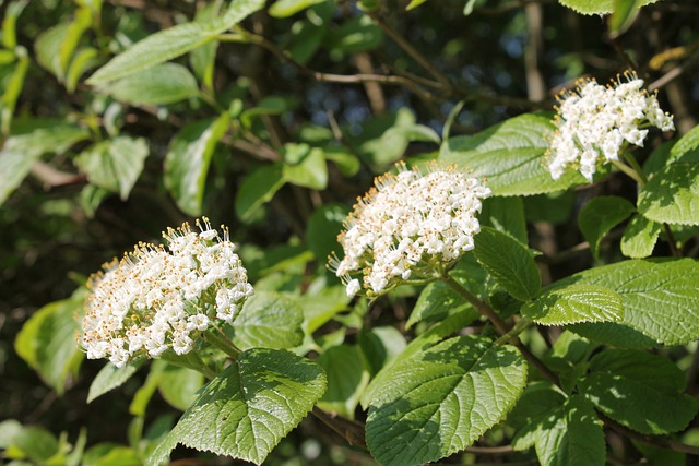 elderberry flowers, white flowers