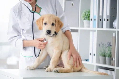 When to See a Veterinarian