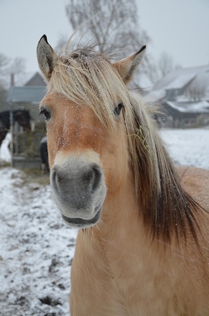 fjord horse, mane, winter