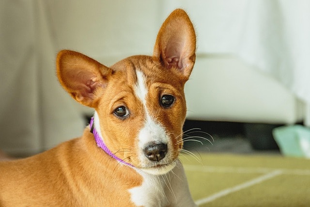 dog, free background, pet, wallpaper 4k, wallpaper hd, portrait, puppy, young, basenji, cool backgrounds, laptop wallpaper, animal, breed, free wallpaper, hd wallpaper, purebred, canine, cute, beautiful wallpaper, domestic, background, beautiful, mac wallpaper, small, adorable, 4k wallpaper 1920x1080, funny, outdoor, doggy, windows wallpaper, mammal, brown, friend, full hd wallpaper, basenji, basenji, basenji, basenji, 4k wallpaper, desktop backgrounds, nature, basenji
