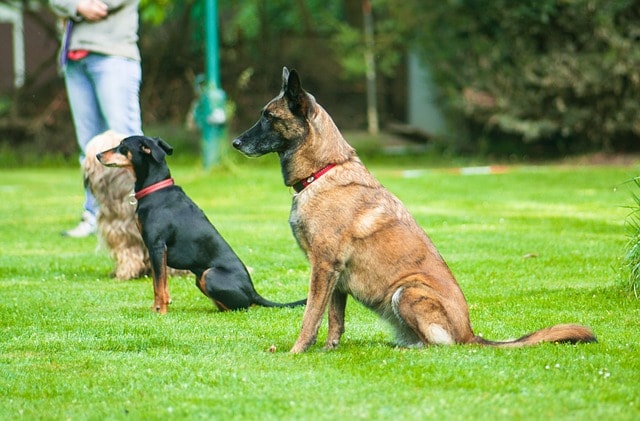dog, seat, seat exercise, obedience, dog sport, sports, four-legged, pet, obedience, obedience, obedience, obedience, obedience, dog sport, animal, dog sport