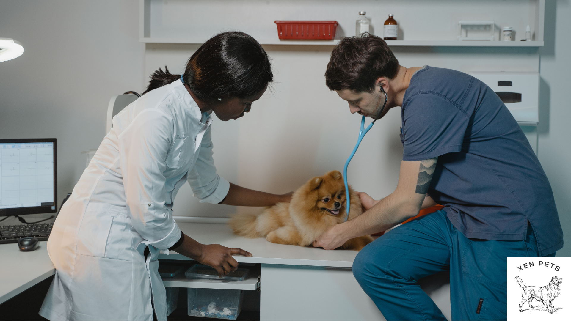 Pomeranian dog with respiratory distress at the vet