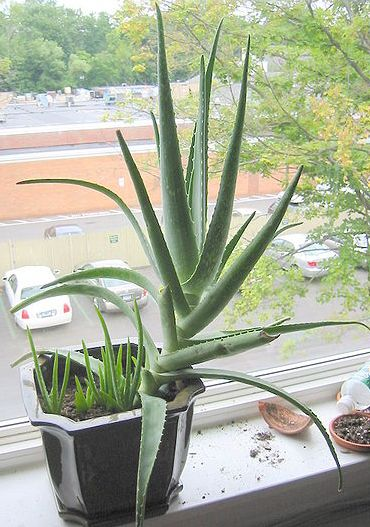 aloe vera plants, tolerate partial shade