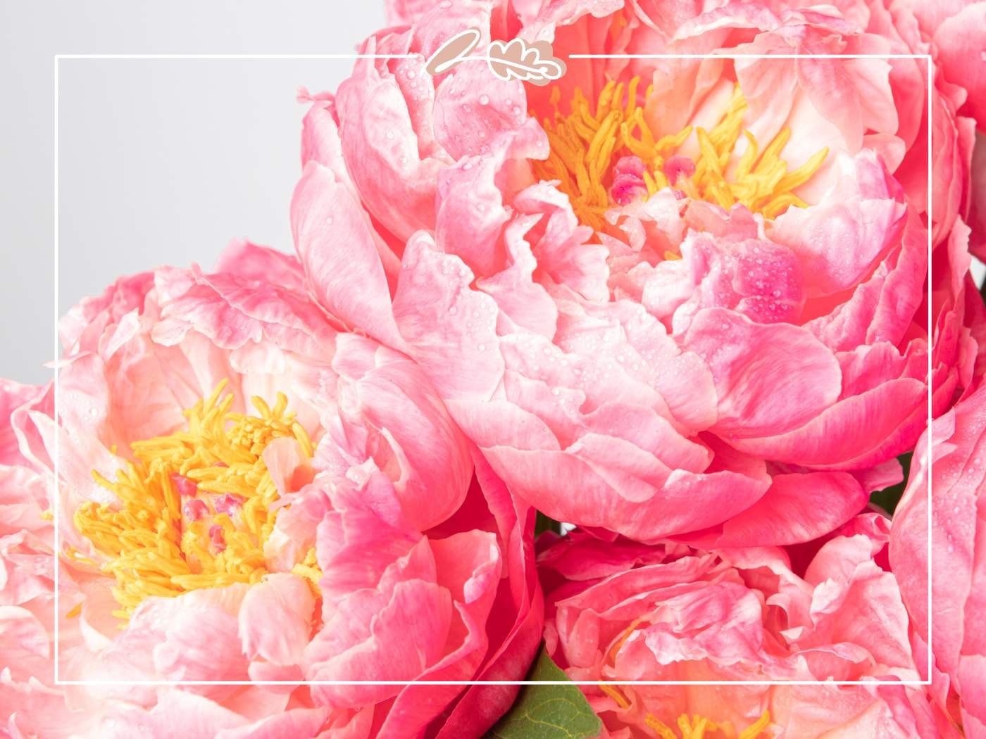 Close-up of vibrant pink peonies in bloom, showcasing their lush petals for '11 Fabulous Reasons to Buy Peonies'