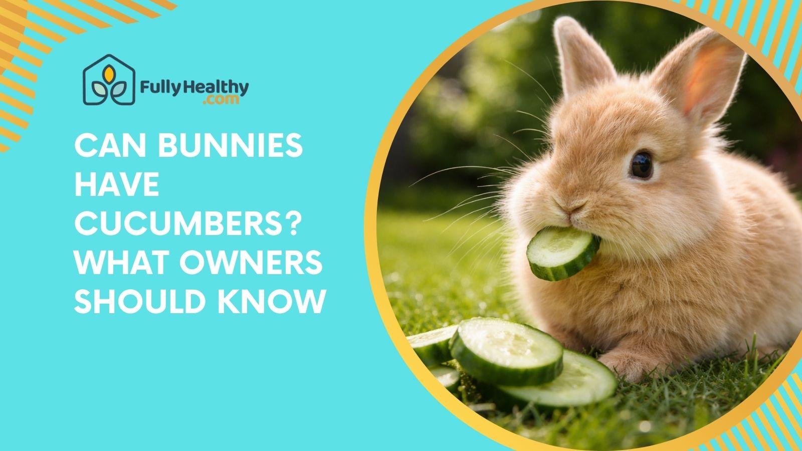 Can Bunnies Have Cucumbers? What Owners Should Know