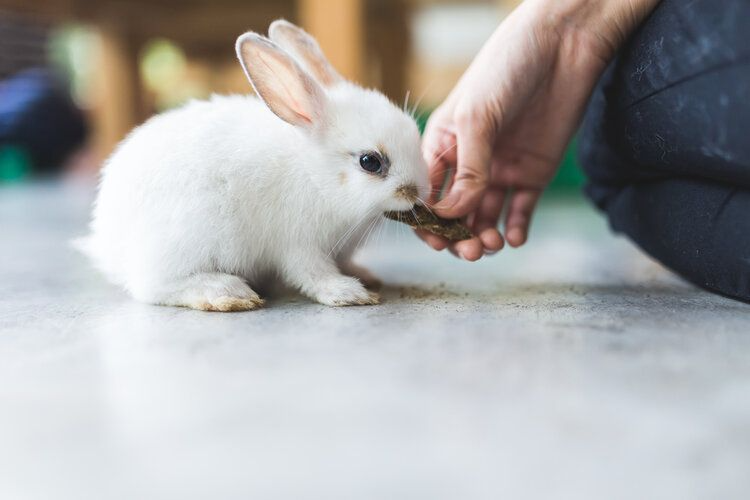 Rabbit Biting