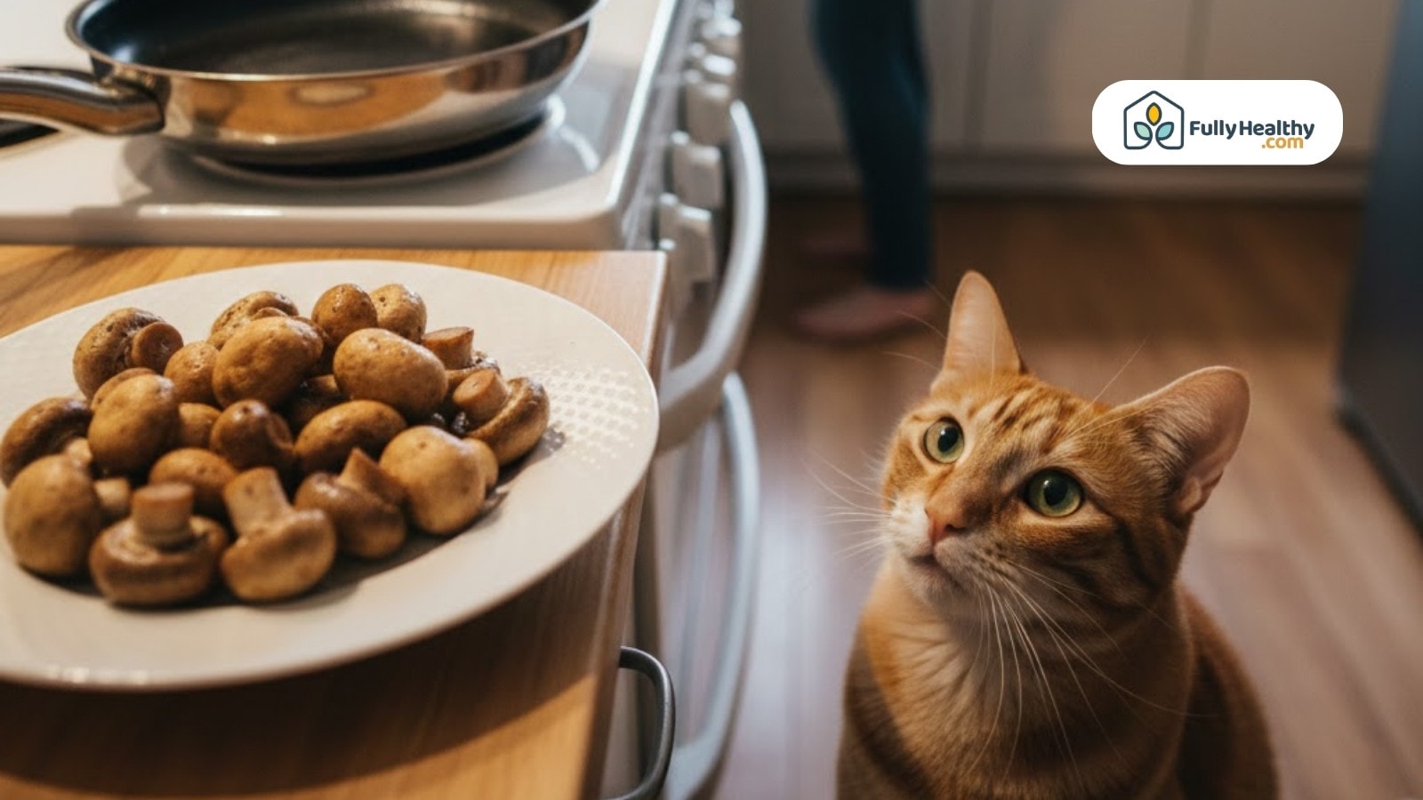 Orange tabby cat stares at plate of mushrooms on kitchen counter