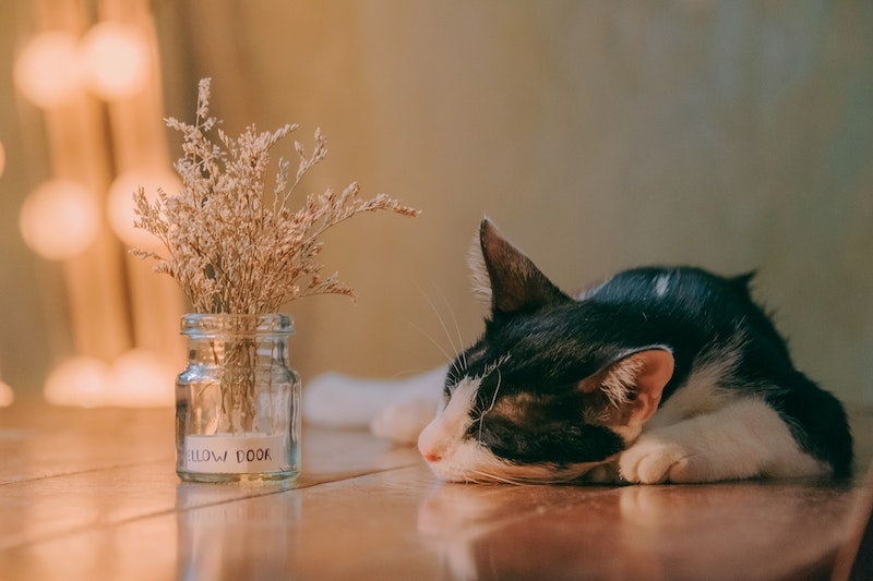 Ultimate Guide To Meditation For Sleep: Cat sleeping on a table