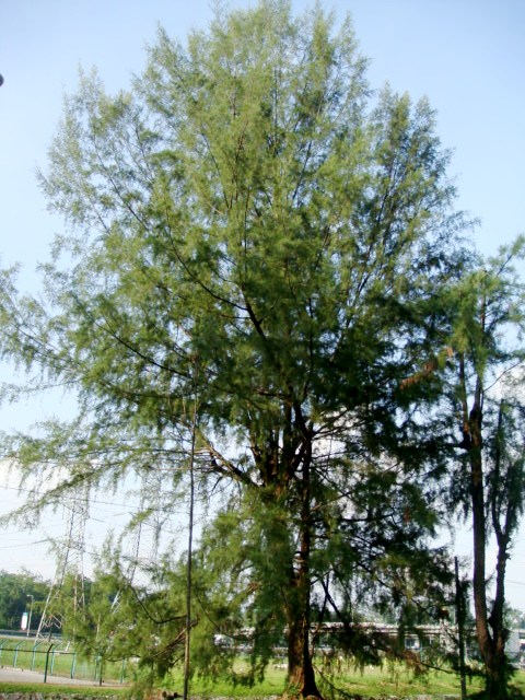 Casuarina Tree 