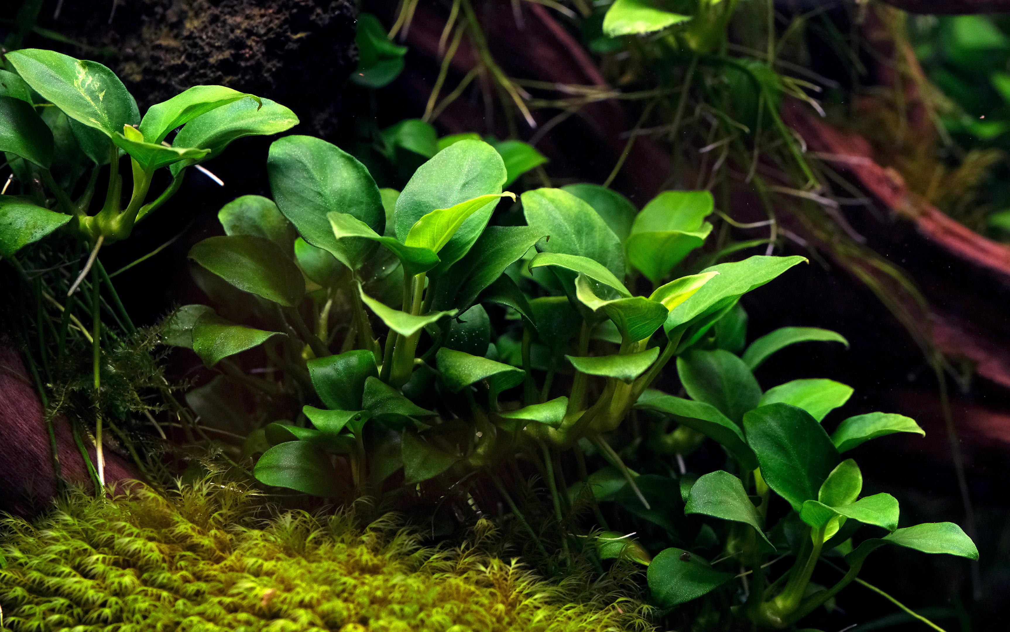 Anubias nana 'petite'