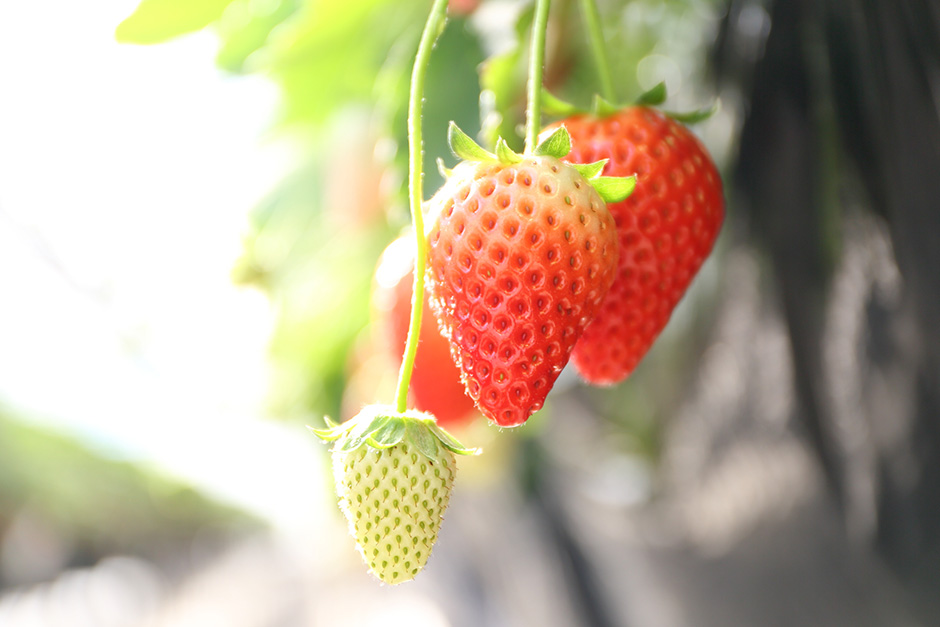 What makes Japanese Strawberries Different?