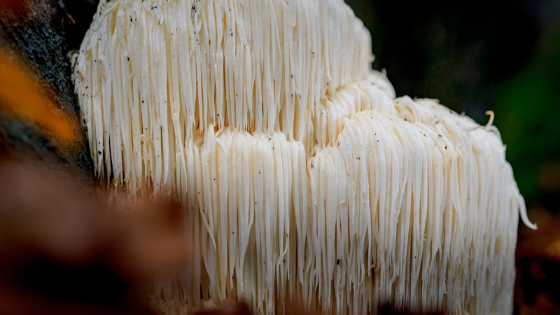 A type of mycelium used to make packaging materials