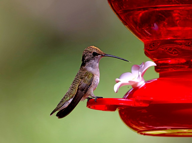 Do Bats Drink From Hummingbird Feeders