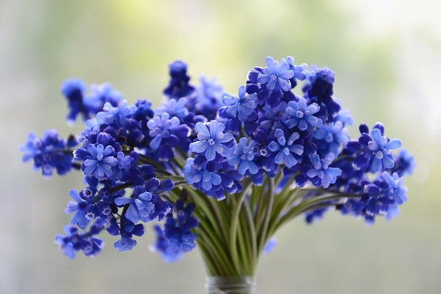 flowers, grape hyacinths, bouquet, blue flowers, flower wallpaper, petals, flower background, blue petals, blossom, muscari, bloom, stems, flora, nature, flowers, flowers, flowers, bouquet, bouquet, bouquet, beautiful flowers, bouquet, bouquet, blue flowers, blue flowers