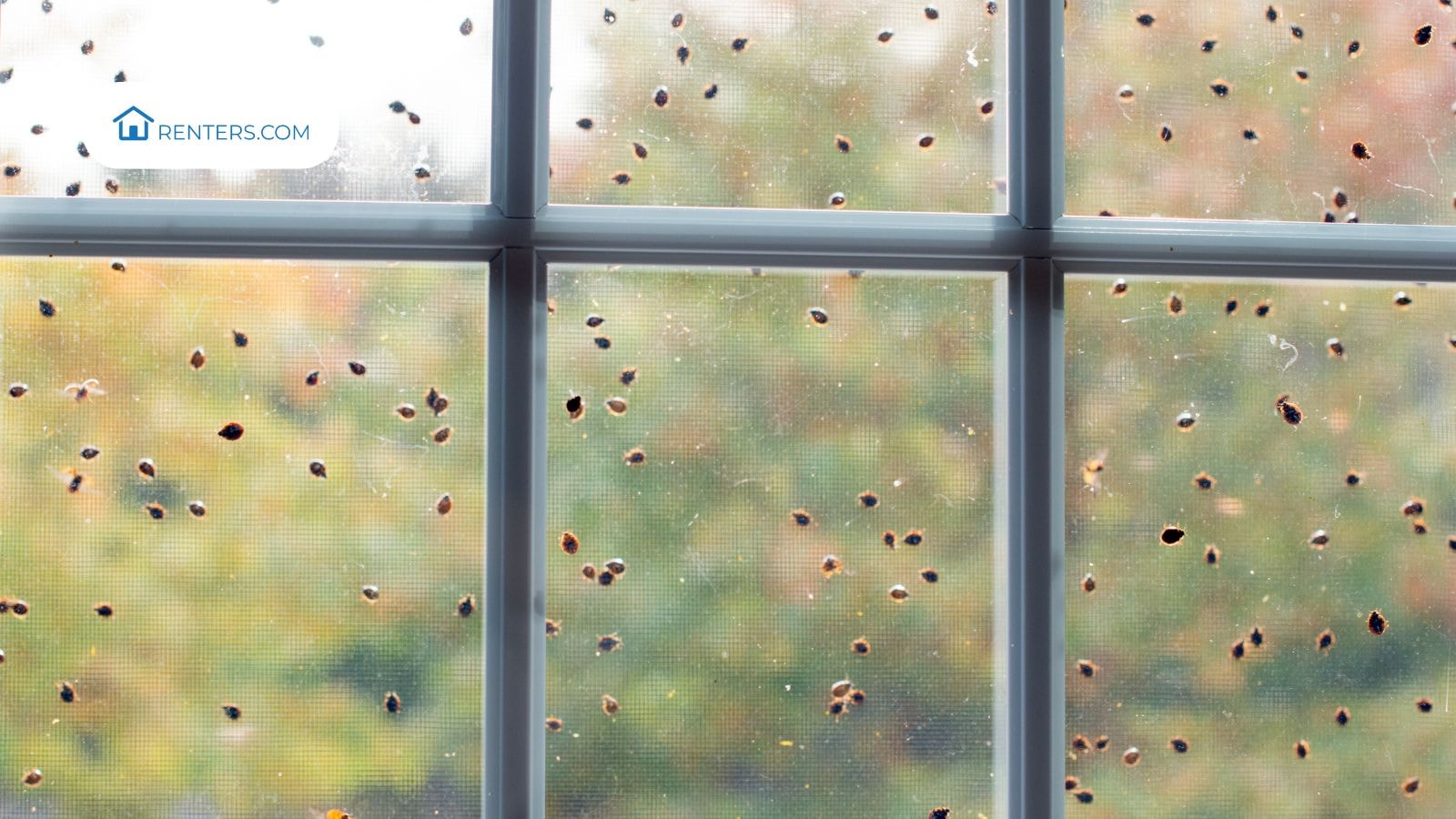 How to Get Rid of Ladybugs in Your House Quickly and Safely