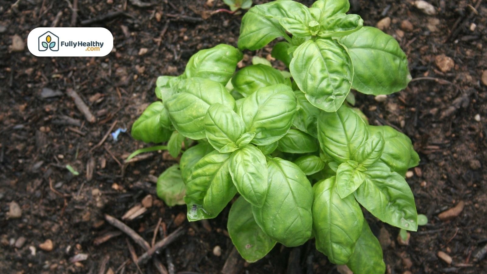 Green basil plant growing in dark garden soil with scattered mulch and small twigs