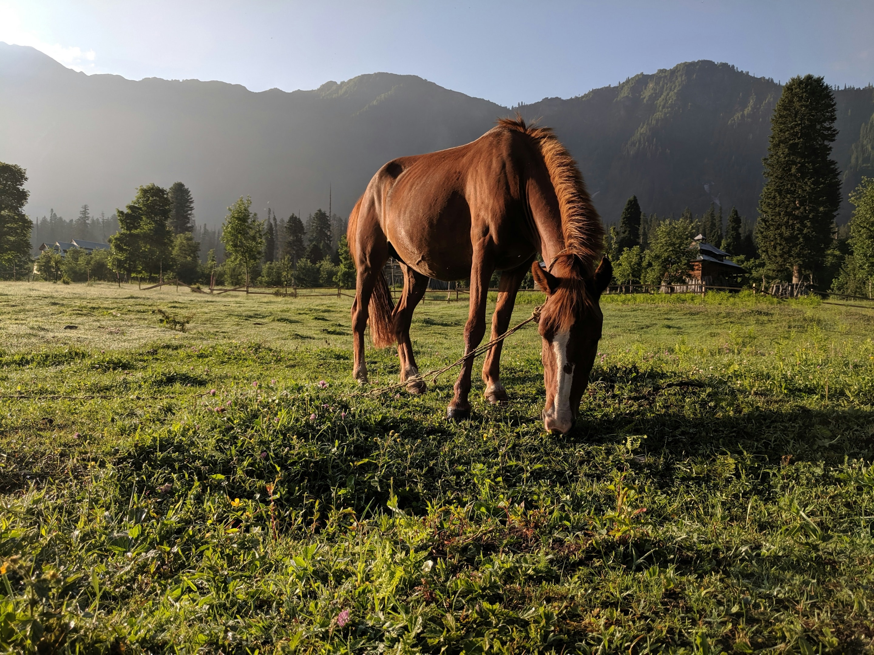 Grazing horse