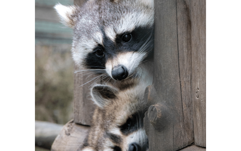 raccoon removal philadelphia