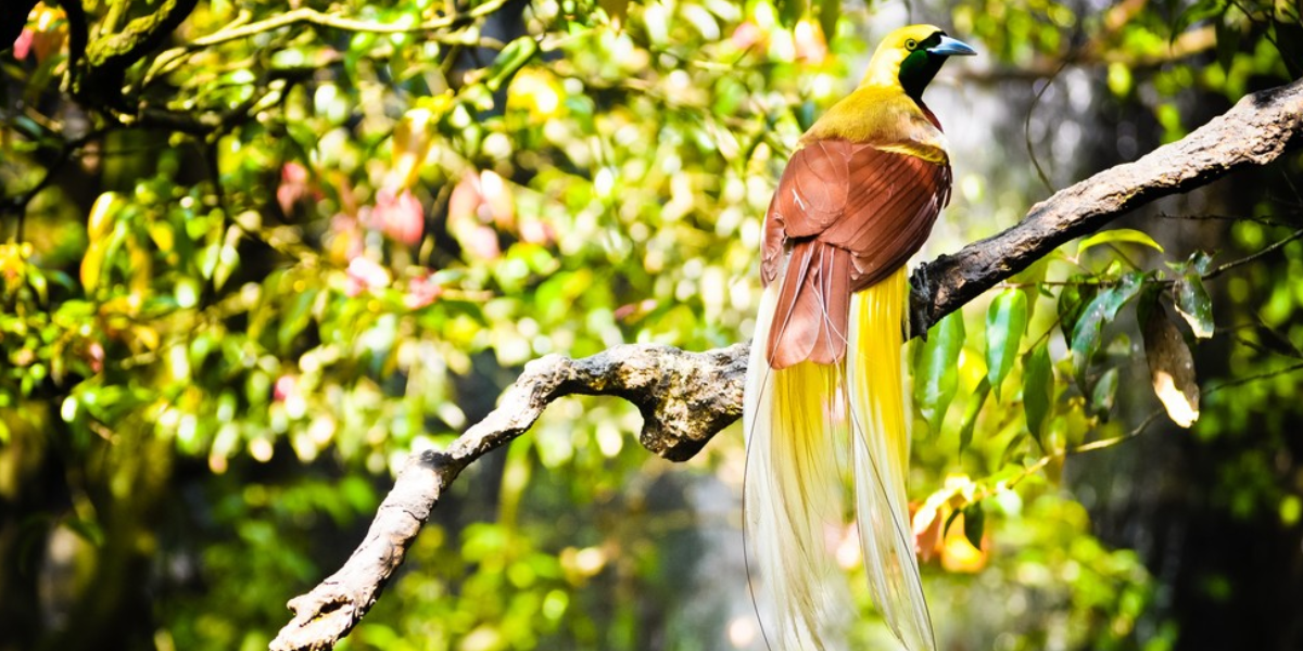 interesting animals in indonesia